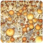 Псилоцибиновые (галлюциногенные)  грибы Psilocybin "Golden Teacher" в Нижнеудинске