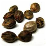 Семена марихуаны АК-47  (Seeds AK-47) в Нижнеудинске